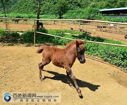 南宁市首个动物类地理标志“马山黑山羊”