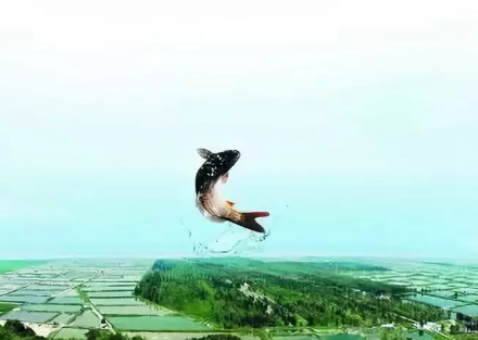 菏泽“郓城黄河鲤鱼”提交全国地理标志证明商标！