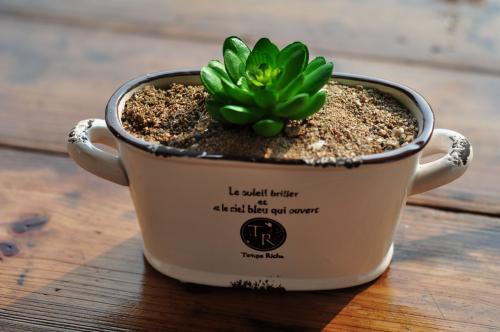 花盆商标注册属于哪一类?